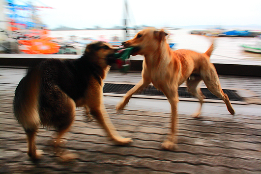 Dos perros jugando junto al puerto. Imagen ganadora en Fotomaratón 2009