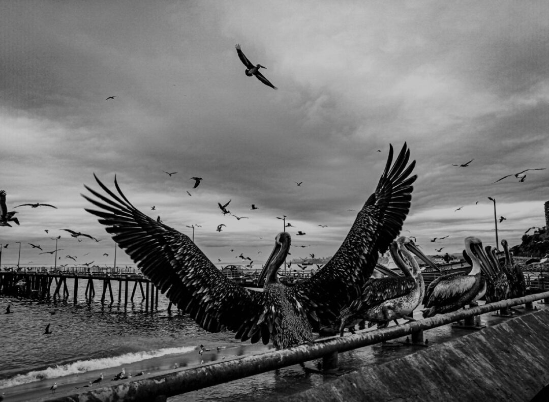 Fotografía Claudio García, primer lugar 2023 Cámara - Fotomaratón